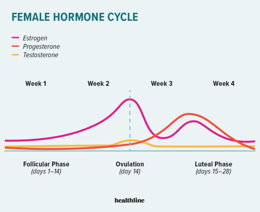 Estrogen levels during a woman's menstrual cycle